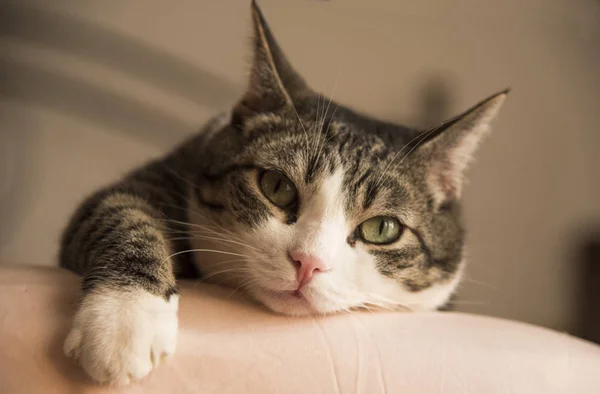 Domowych Kot wygodnie leżąc na łóżku — Zdjęcie stockowe