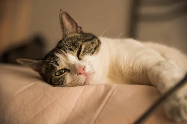 Молодий домашній кіт лежить на ліжку Ліцензійні Стокові Фото