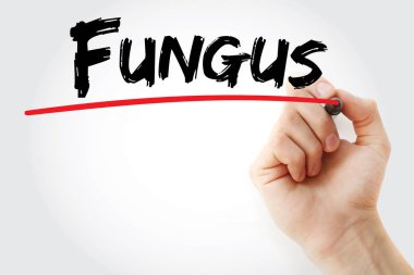 Hand writing Fungus with marker clipart