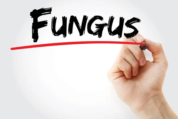 Hand writing Fungus with marker — Stock Photo, Image