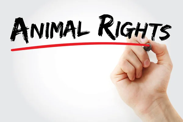 Hand writing Animal rights with marker — Stock Photo, Image