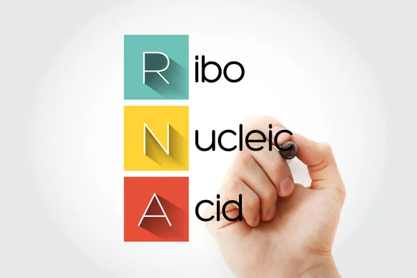 RNA - Ribonucleic acid acronym with marker