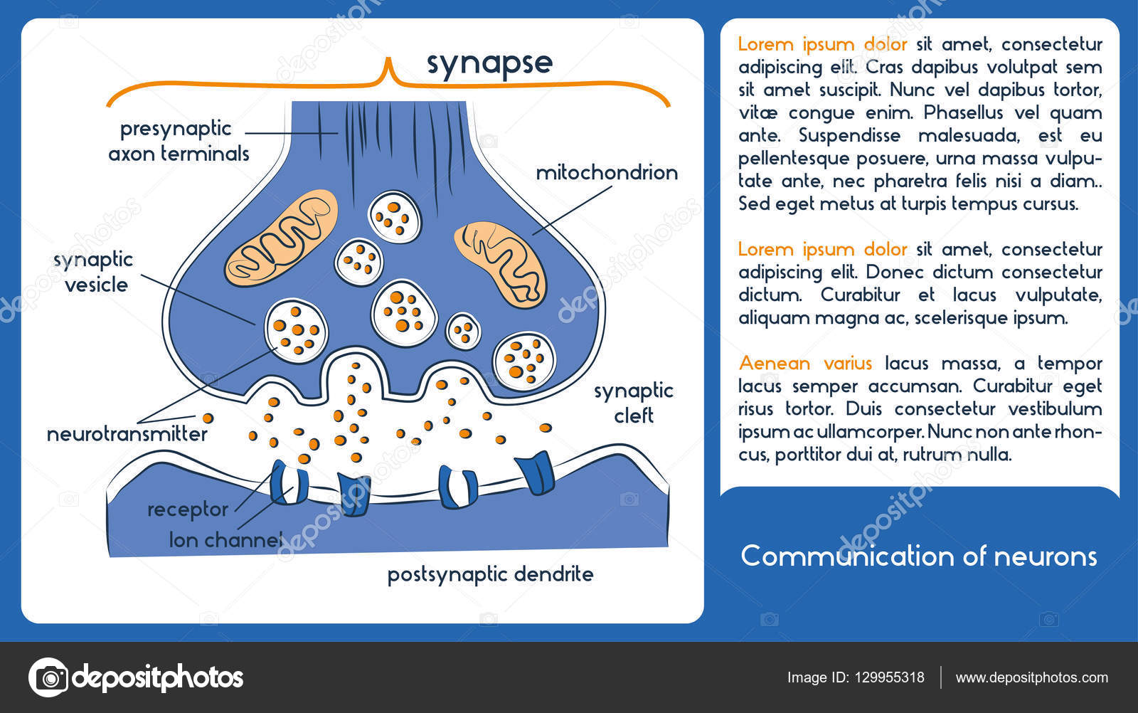 Communication des neurones. 1 diagramme avec neurotransmetteurs . image ...