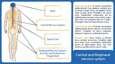 Central and Peripheral Nervous System. Sketch Style. clipart
