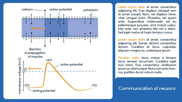 Comunicação dos neurónios. 1 diagrama com tensão de membrana . —  Vetores de Stock