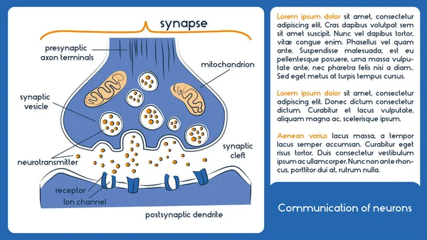Comunicación de neuronas. 1 diagrama con neurotransmisores . — Archivo Imágenes Vectoriales