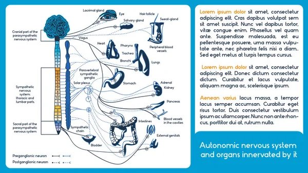 Sistema nervioso autónomo.Diagrama . — Vector de stock