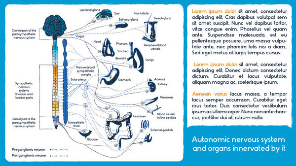 Вегетативная нервная система. Стиль рисования
.