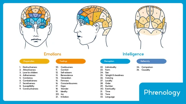 Phrenology입니다. 머리 두뇌 지도입니다. 영역의 사본 가진 Inphographic. — 스톡 벡터