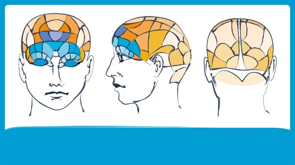 Frenología. Mapa cerebral principal. Infografía sin transcripción de zonas . — Vector de stock