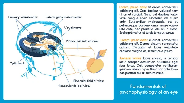 Esquema infográfico. Fundamentos de la psicofisiología de un ojo. Campo de visión binocular y monocular . — Vector de stock