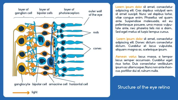 目の網膜の構造。インフォ グラフィック方式. — ストックベクタ