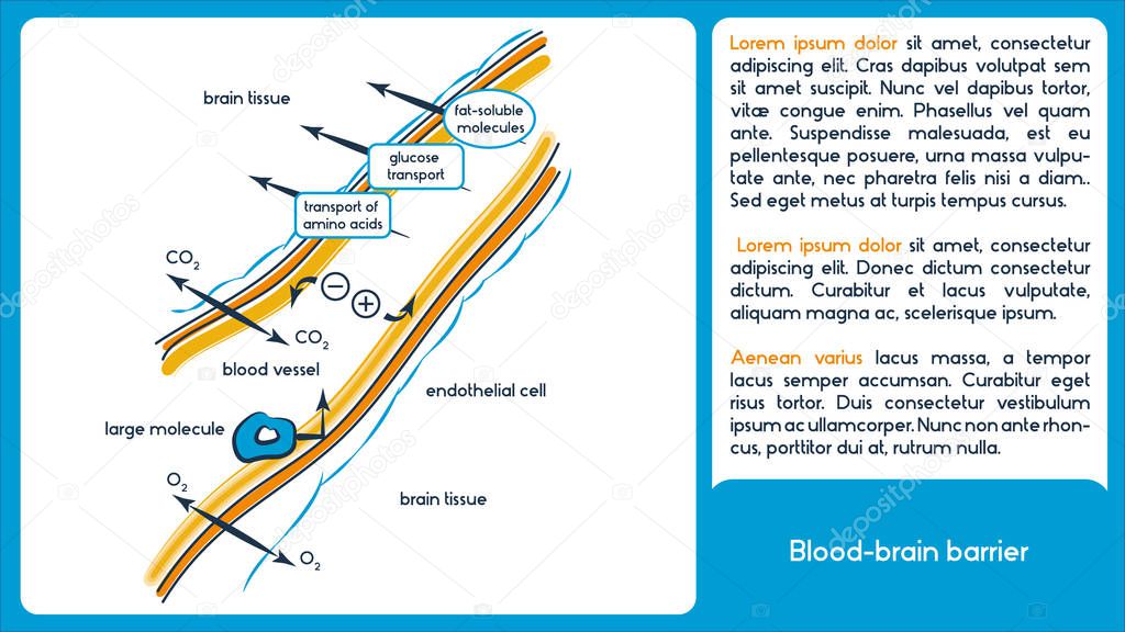 Blood brain barrier.