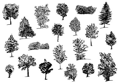 Farklı ağaçlar, kroki. 