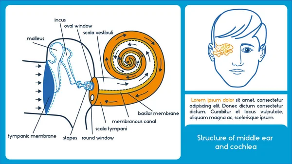 Estructura del oído medio y la cóclea . — Vector de stock