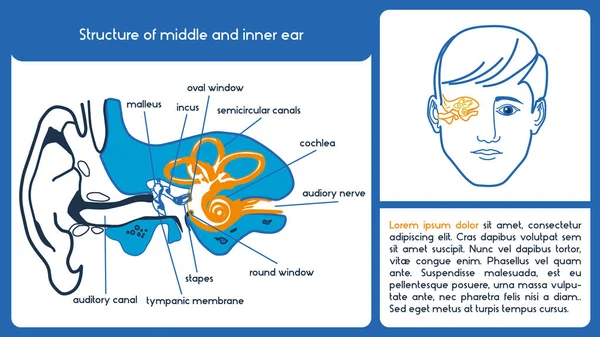 Estructura del oído medio e interno . — Vector de stock