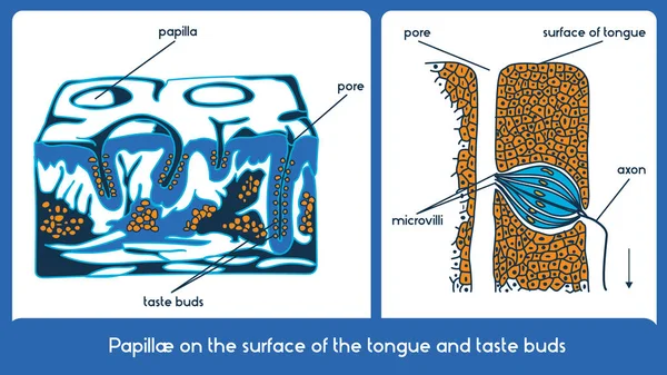 舌の味覚芽の表面。ベクトル方式. — ストックベクタ