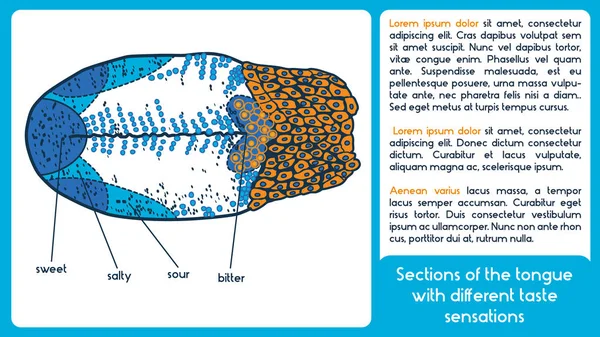 舌のセクション。ベクトル方式. — ストックベクタ