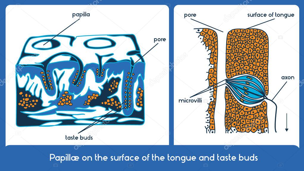 Surface of the tongue and taste buds. Vector scheme.