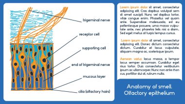 Anatomy of smell. Olfactory epithelium. clipart