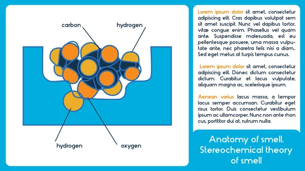 Anatomía del olfato. Teoría estereoquímica del olfato . — Vector de stock