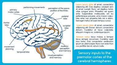 Serebral hemisfer premotor korteks duyusal girdilerin.