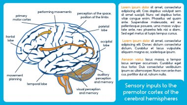Sensory inputs to the premotor cortex of the cerebral hemisphere. clipart