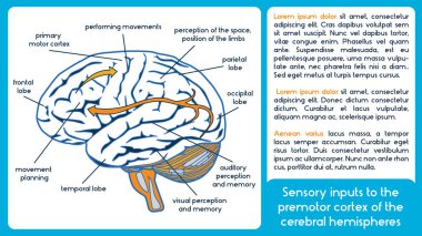 Sensory inputs to the premotor cortex of the cerebral hemisphere. clipart