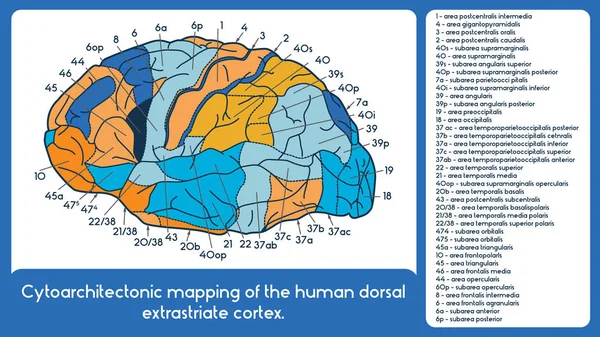 Mapeo citoarquitectónico de la corteza extrastrial dorsal humana . — Vector de stock