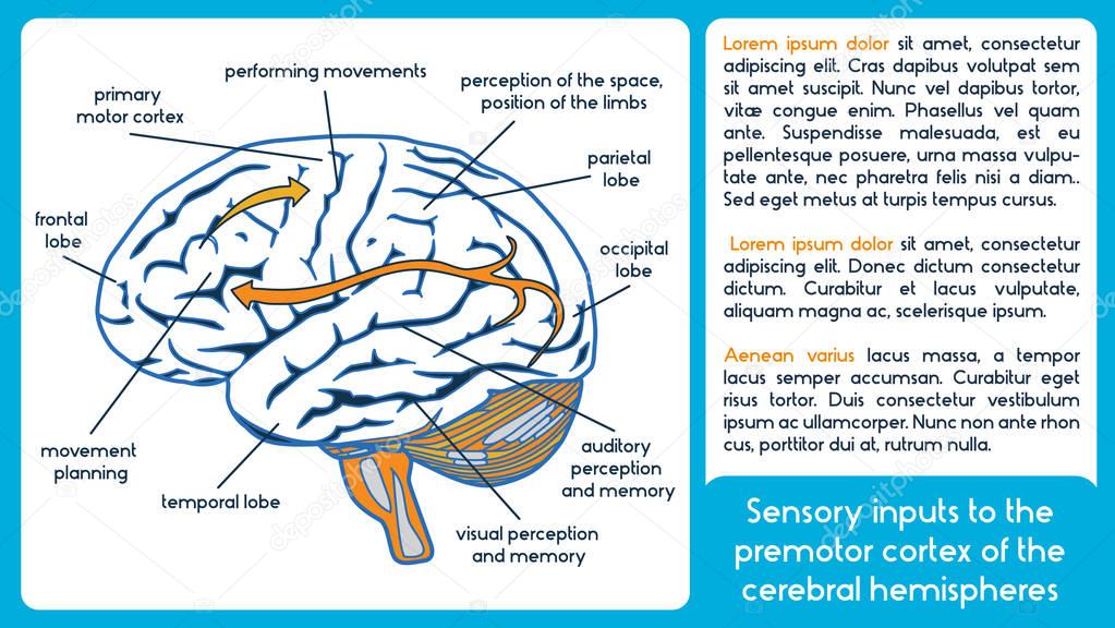 Sensory inputs to the premotor cortex of the cerebral hemisphere.