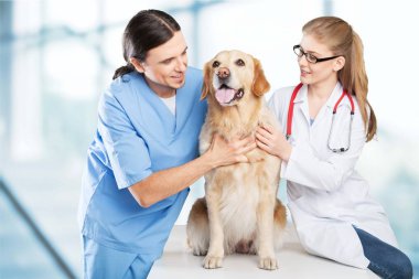 köpek veteriner Kliniği