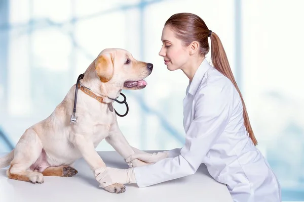 Doctora con paciente canino — Foto de Stock