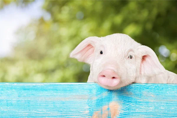 Animal leitão pendurado em uma cerca — Fotografia de Stock