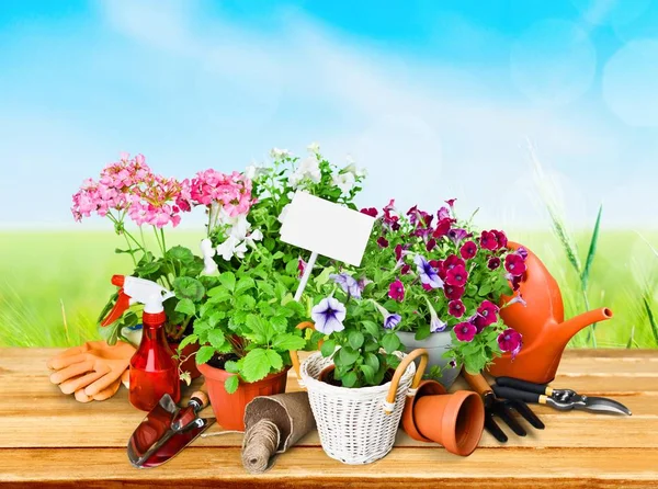 Flowers and potted plants — Stock Photo, Image