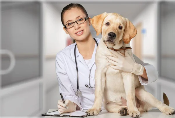 Female doctor with canine patient — Stock Photo, Image