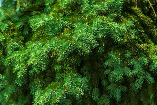 Gałęzie drzewa piękne zielone jodła — Zdjęcie stockowe