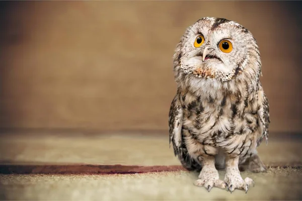 Schöne Uhu — Stockfoto