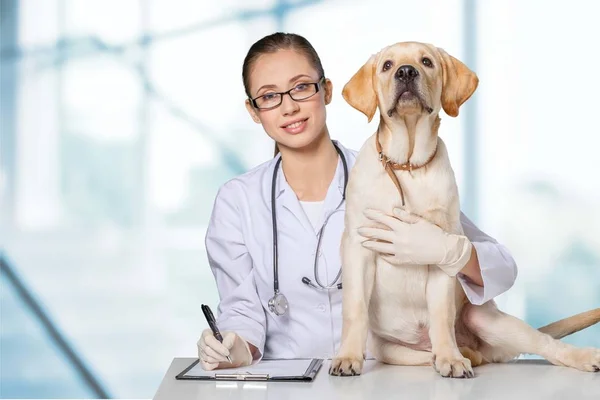 Kvinnliga läkare med Hundarnas patient — Stockfoto