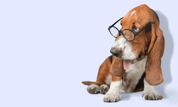 Basset hound pes — Stock fotografie