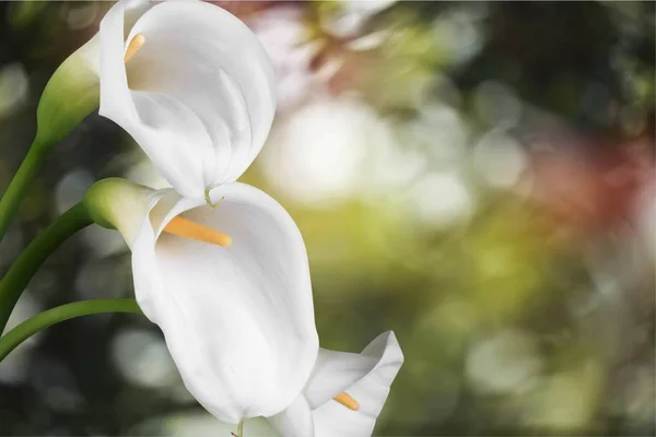 Krásné bílé květy Callas — Stock fotografie