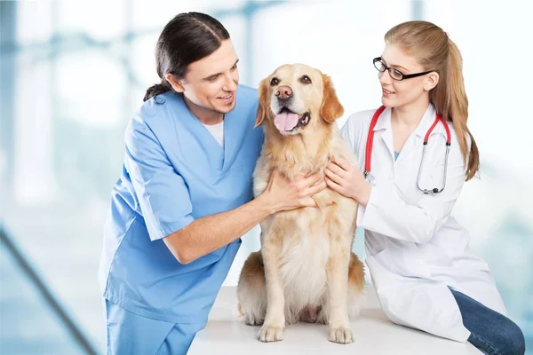 Hond met dierenartsen in kliniek — Stockfoto