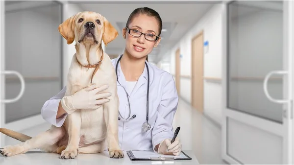 Médico feminino com paciente canino — Fotografia de Stock