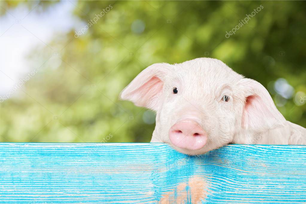 piglet animal hanging on a fence