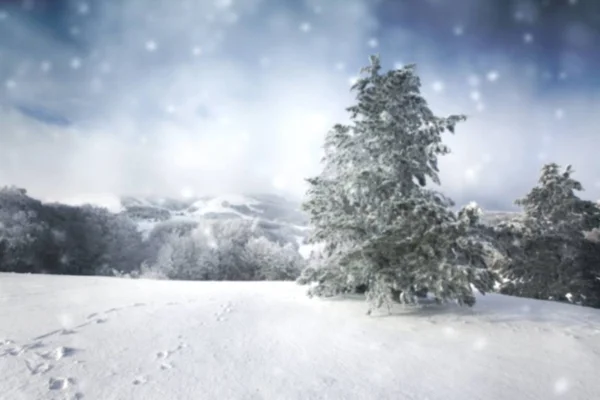 Schneebedeckte Kiefern in der Landschaft — Stockfoto