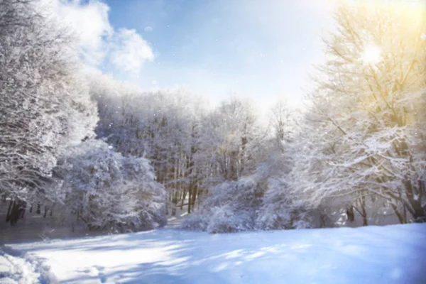 Schneebedeckte Kiefern in der Landschaft — Stockfoto