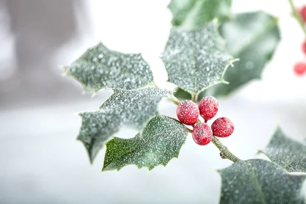 Blätter der Europäischen Stechpalme (Ilex aquifolium) — Stockfoto