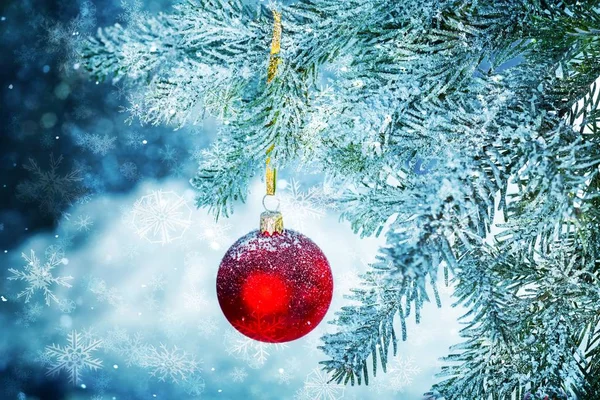 Noel köknar ağacı üzerinde kırmızı önemsiz şey — Stok fotoğraf