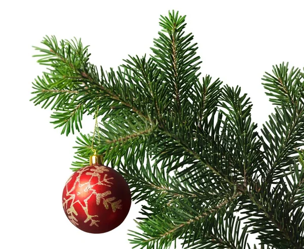 Rood bauble op fir kerstboom — Stockfoto