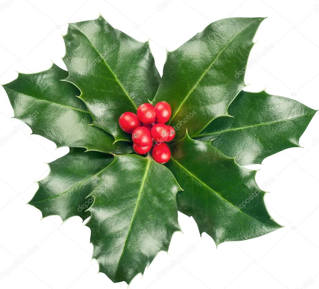 Cute holly leaves and berries