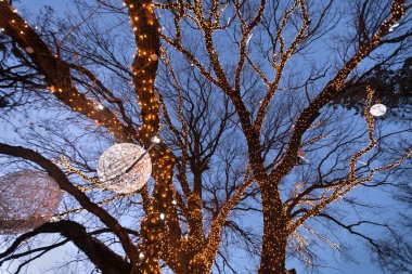 Işıklarla süslenmiş ağaçlar